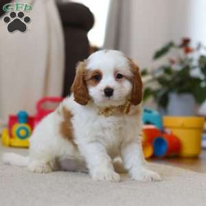 Ace, Cavapoo Puppy